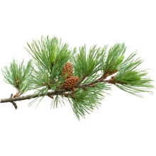 Pine