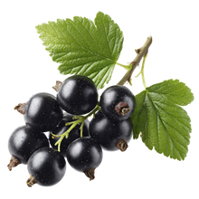 Black Currants