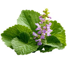 Patchouli