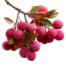 Lychee