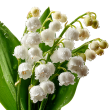 Muguet