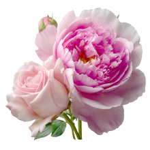 Peony & Rose