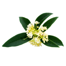 Osmanthus