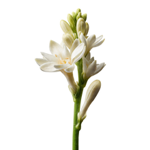 Tuberose