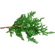 Cedar
