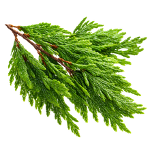 Cypress