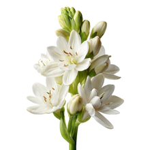 Tuberose