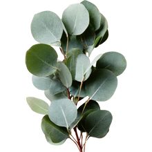 Eucalyptus