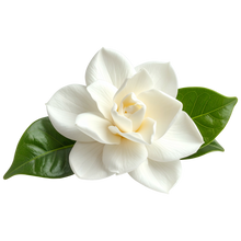Gardenia