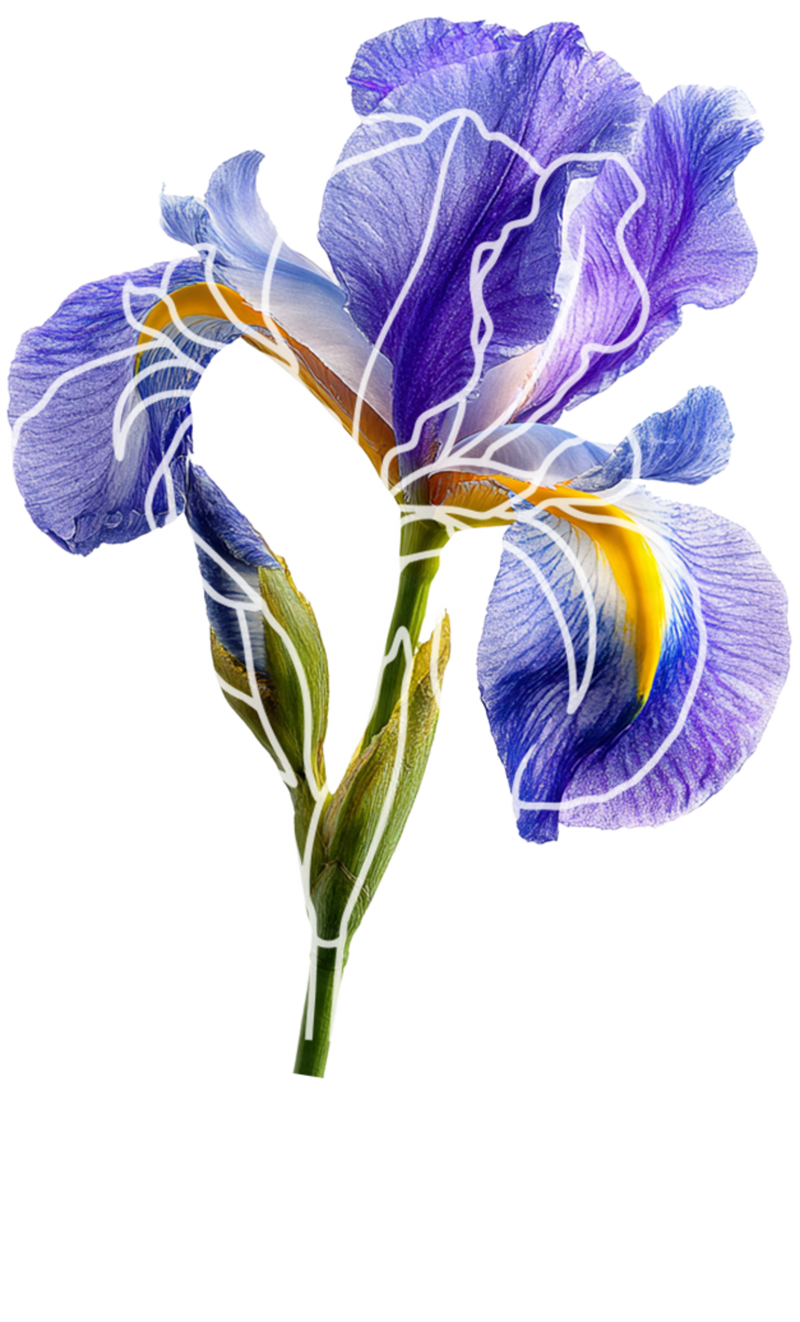Iris fragrance note