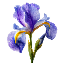 Iris