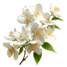 Jasmine