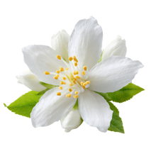 Jasmine