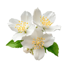 Jasmine