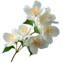 Jasmine