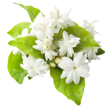 Jasmine