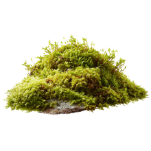 Moss