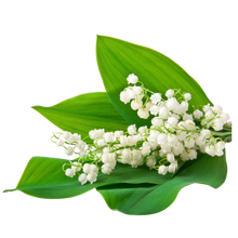 Muguet