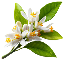 Neroli