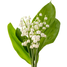 Night-Blooming Maguet