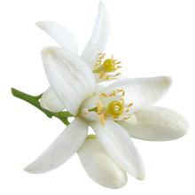 Orange Blossom
