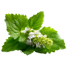 Patchouli