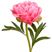 Peony