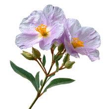 Rock Rose