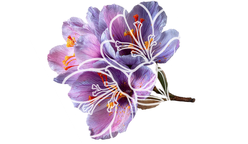 Saffron fragrance note