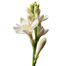 Tuberose