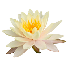 Water Lily