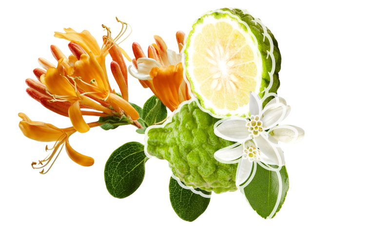 Bergamot fragrance note