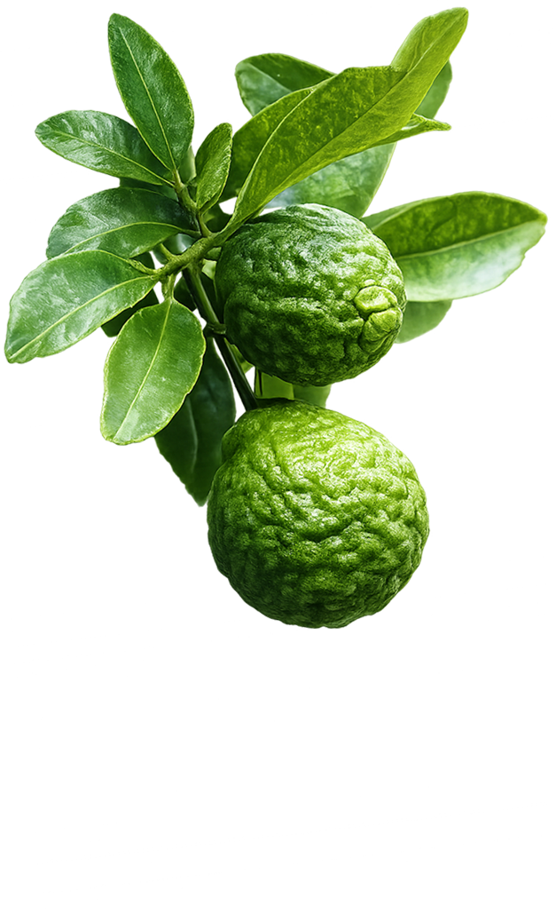 Bergamot fragrance note