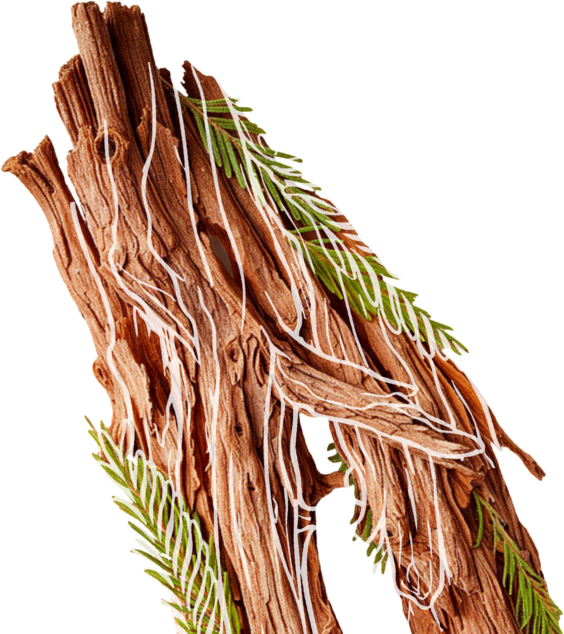 Cedar fragrance note