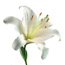 Lily