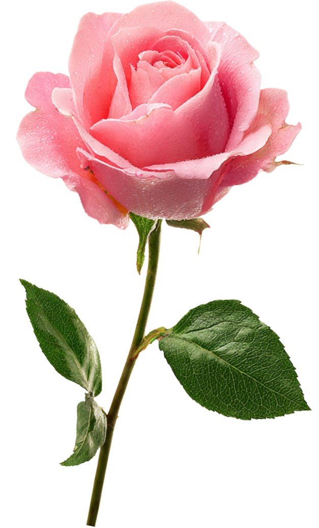 Rose fragrance note